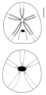 Apatopygus recens (aboral + oral)