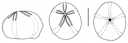 Studeria recens (test, schematic)