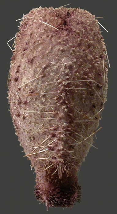 Pourtalesia laguncula (aboral)