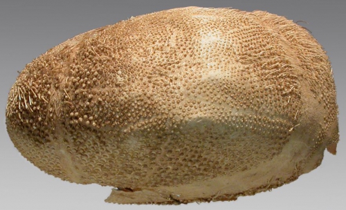 Brissopsis oldhami (lateral)