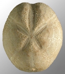 Brissopsis oldhami (aboral)
