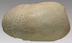 Brissopsis oldhami (lateral)