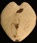 Gymnopatagus parvipetalus (test, oral)