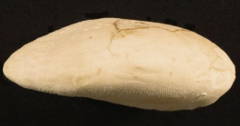 Gymnopatagus parvipetalus (test, lateral)