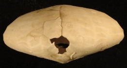 Gymnopatagus parvipetalus (test, posterior)