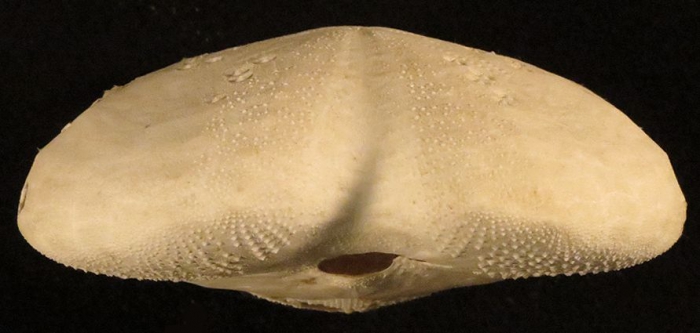 Gymnopatagus parvipetalus (test, anterior)