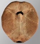 Paramaretia peloria (oral)