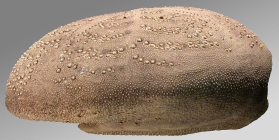 Spatangus multispinus (test, lateral)