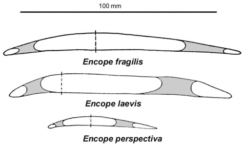 Encope (profiles)