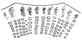 Calocidaris micans (primary spine, partial section)