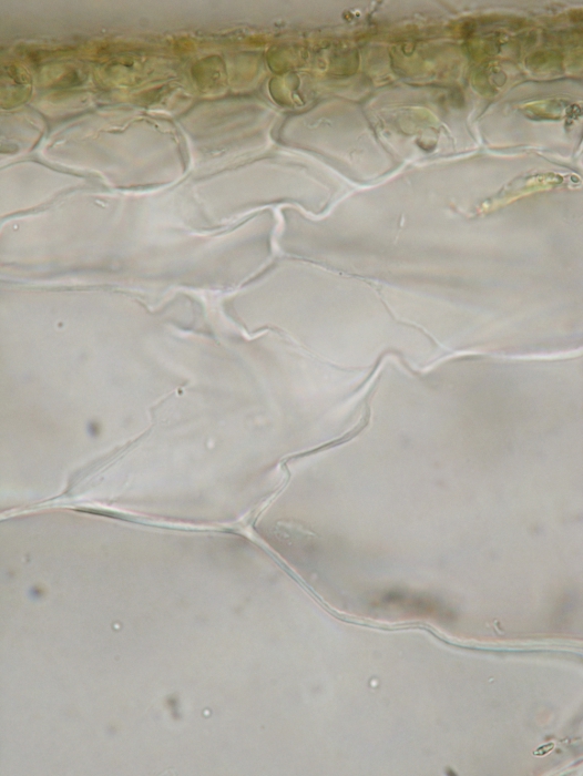 Colpomenia peregrina Colpomenia peregrina