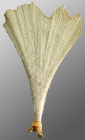 Cidaris blakei (primary spine)
