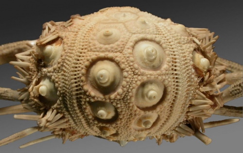 Cidaris rugosa (lateral)