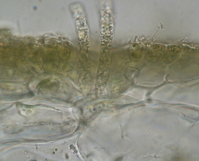 Colpomenia peregrina Colpomenia peregrina