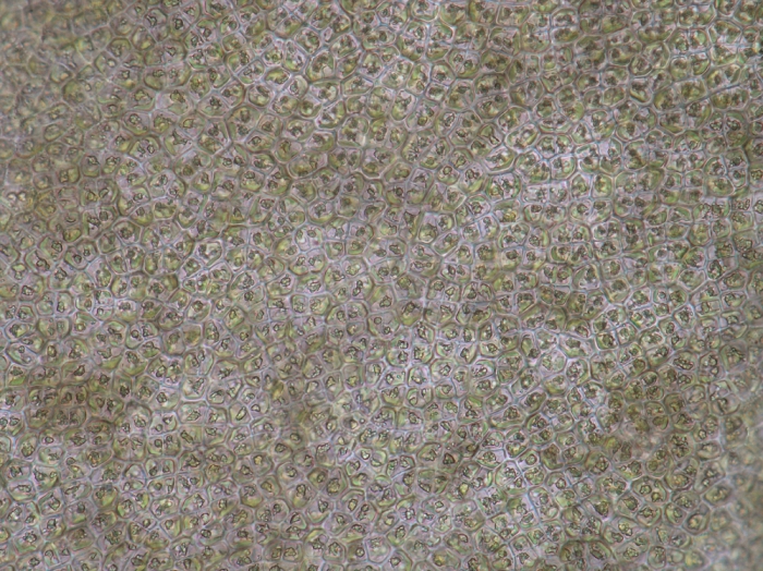 Colpomenia peregrina Colpomenia peregrina