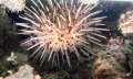 Echinodermata (echinoderms)