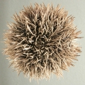 Echinodermata (echinoderms)