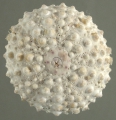 Echinodermata (echinoderms)