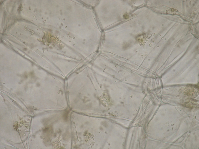 Colpomenia peregrina Colpomenia peregrina