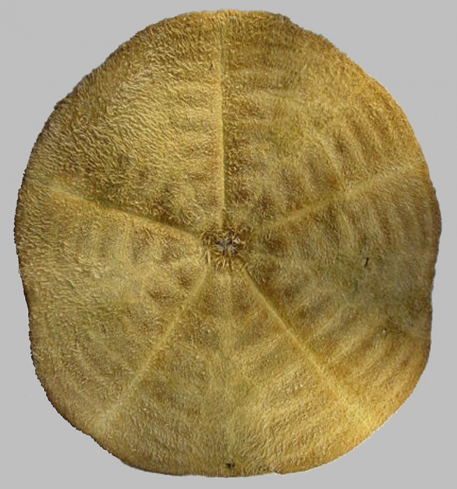 Clypeaster chesheri (oral) Clypeaster chesheri (oral)