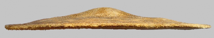 Clypeaster chesheri (lateral)