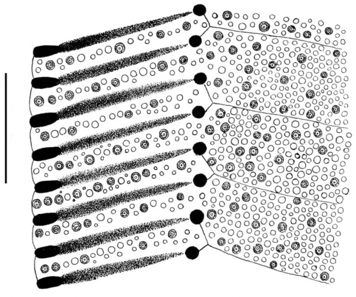 Clypeaster euclastus (part of petal)