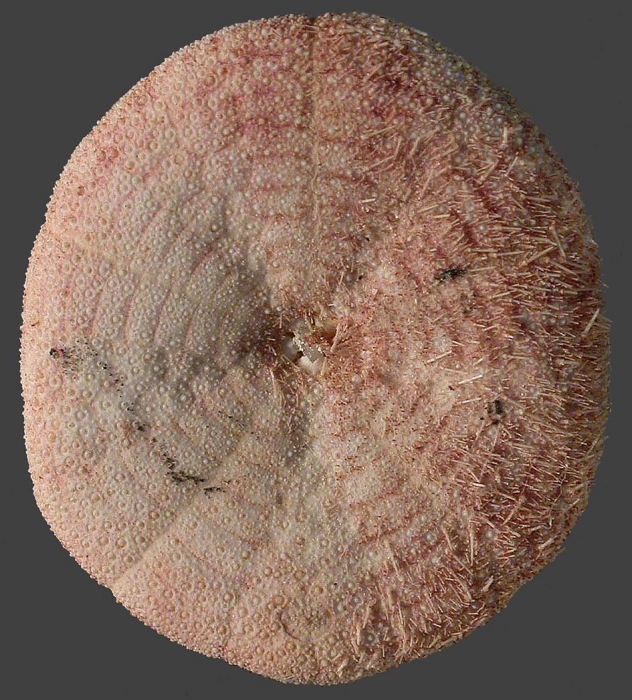 Clypeaster luetkeni (oral) Clypeaster luetkeni (oral)
