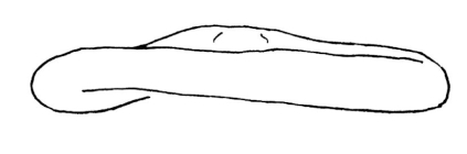 Clypeaster luetkeni (lateral)