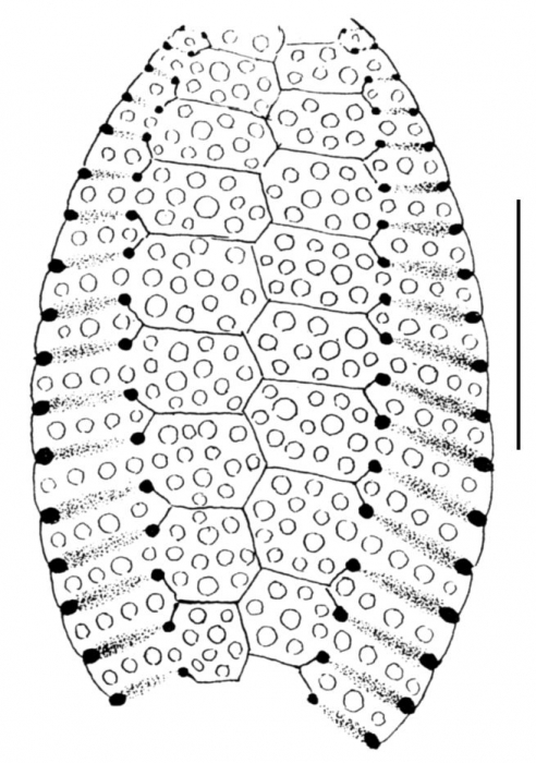 Clypeaster luetkeni (petal) Clypeaster luetkeni (petal)