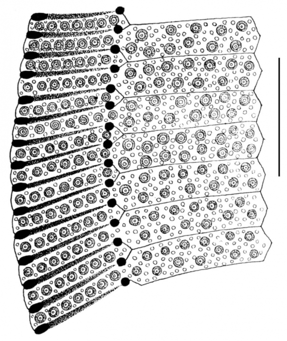 Clypeaster prostratus (part of petal)