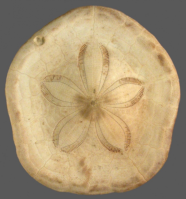 Clypeaster prostratus (test, aboral) Clypeaster prostratus (test, aboral)