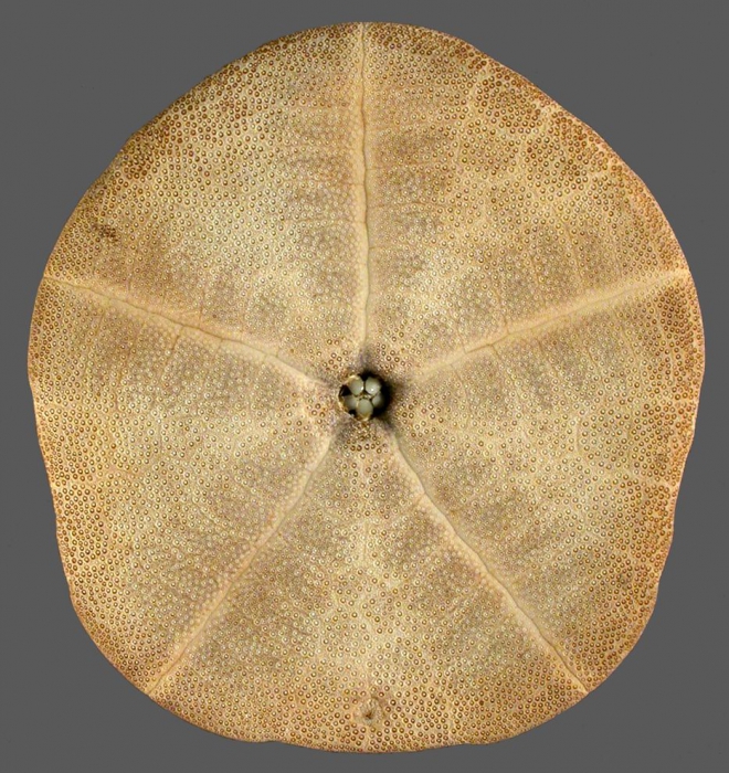 Clypeaster prostratus (test, oral) Clypeaster prostratus (test, oral)