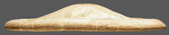 Clypeaster prostratus (test, lateral) Clypeaster prostratus (test, lateral)