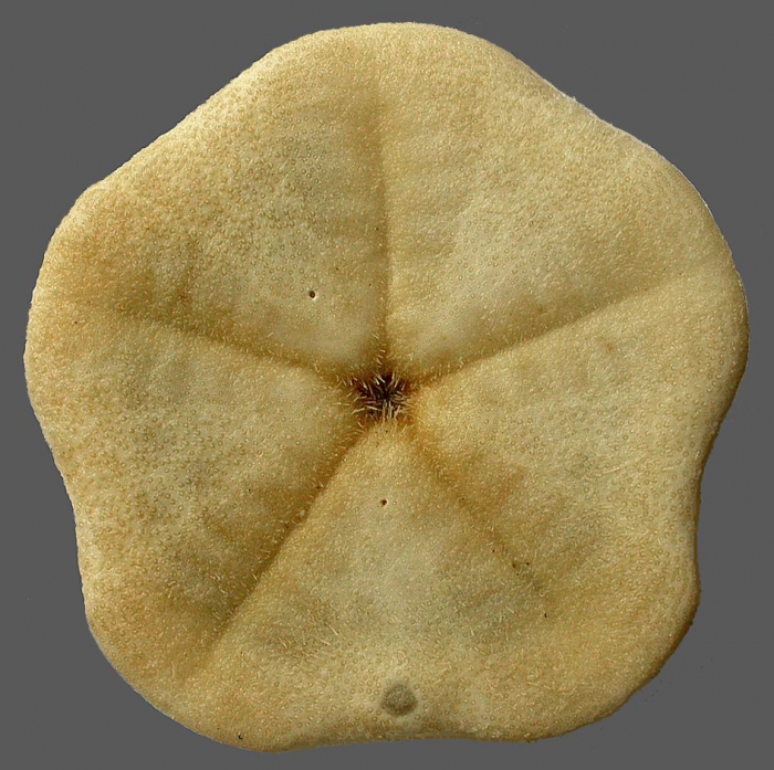 Clypeaster ravenelii (oral) Clypeaster ravenelii (oral)