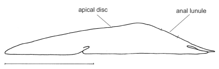 Encope michelini (lateral)