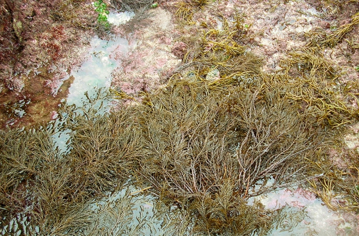 Cystoseira foeniculacea Cystoseira foeniculacea