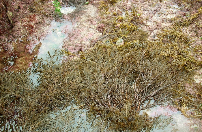 Cystoseira foeniculacea