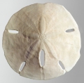 Echinodermata (echinoderms)