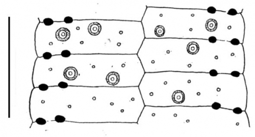 Conolampas sigsbei (ambulacral plates)