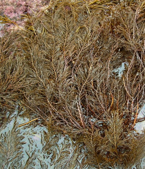 Cystoseira foeniculacea Cystoseira foeniculacea