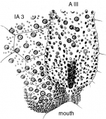 Conolampas sigsbei (oral)