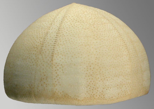 Conolampas sigsbei (lateral)