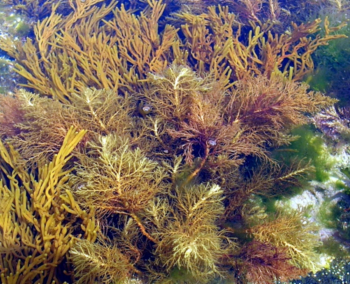 Cystoseira humilis var. myriophylloides Cystoseira humilis var. myriophylloides