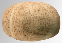 Brissopsis alta (lateral)