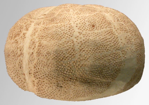 Brissopsis alta (lateral)