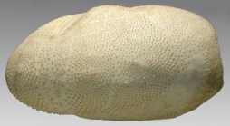 Brissopsis elongata (lateral)