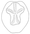 Brissopsis elongata (aboral)