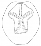 Brissopsis elongata (aboral)