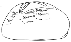 Plethotaenia spatangoides (lateral, schematic)