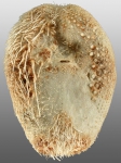 Homolampas fragilis (oral)